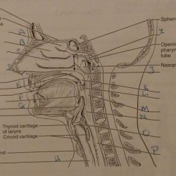 Respiratory labeling