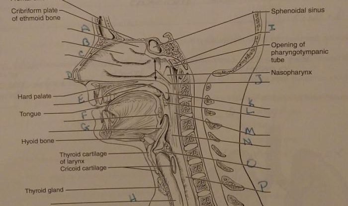 Respiratory labeling