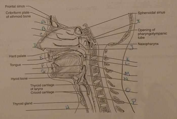 Respiratory labeling