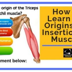 Muscle origin and insertion quiz