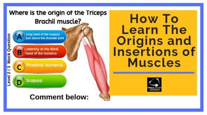 Muscle origin and insertion quiz