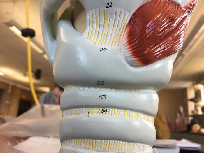 Anatomy of respiratory system exercise 36