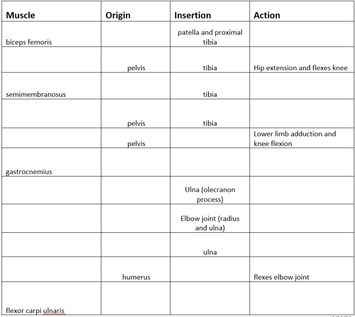 Muscle origin and insertion quiz