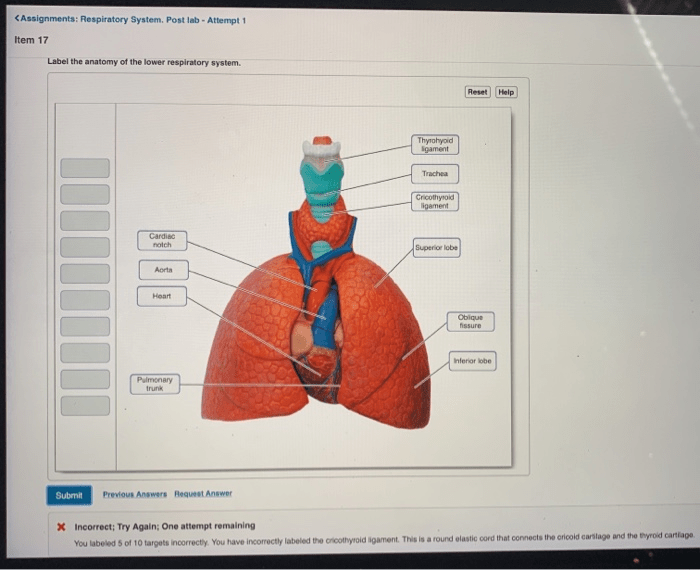 Anatomy of respiratory system exercise 36