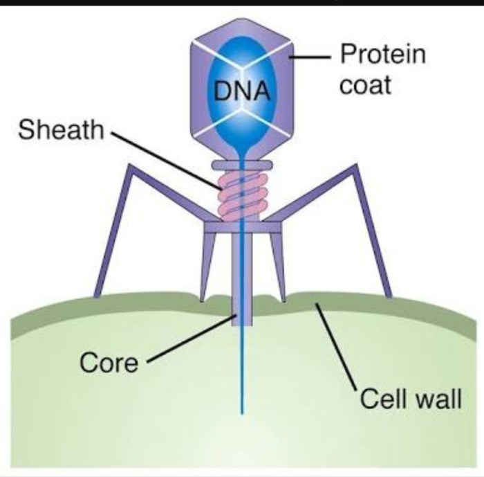 Which statements describe a bacteriophage select all that apply.