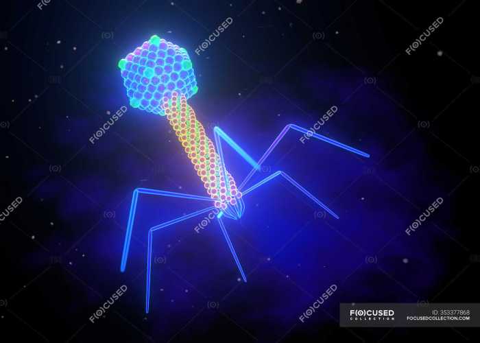 Bacteriophage replication representation phages uses